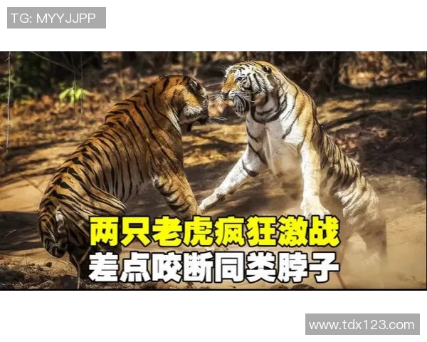 老虎竞技与圣胡安圣马激战正酣谁能在这场对决中笑到最后 老虎竞技与圣胡安圣马激战正酣谁能在这场对决中笑到最后